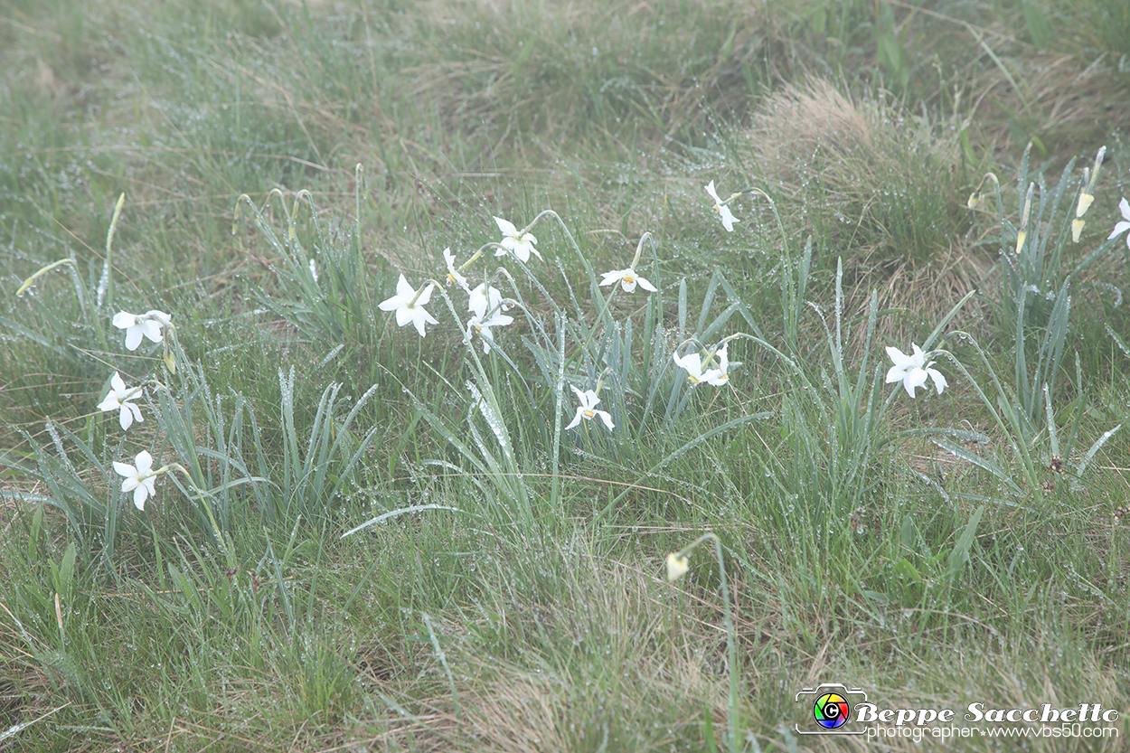 VBS_1166 - Fioritura narcisi a Castelnuovo Nigra 2023.jpg